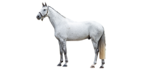 Forward girth groove